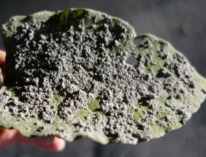 写真１５．木の葉に堆積した火山灰．ゴマ粒大の火山豆石となっている．火山灰は極めて細粒．2014年9月27日． 