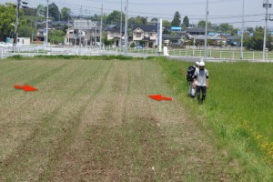 写真3　益城町飯田、布田川断層南端部に出現した右横ずれを示す地表地震断層。