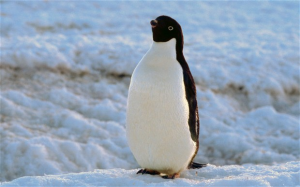 penguin