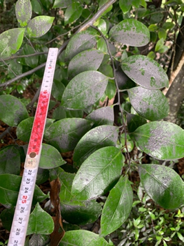 木の葉に火山灰が積もっている様子。